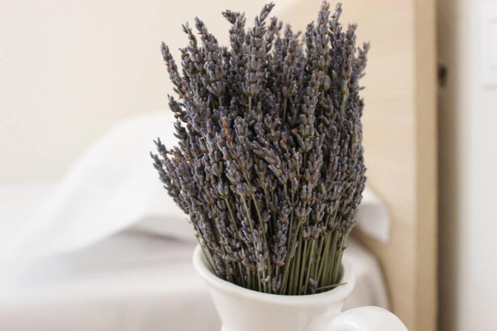 Lavandula Ring Тирана Екстер'єр фото